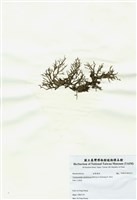 藏品(網狀球枝藻)的圖片